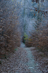 Forest at the turn of autumn and winter