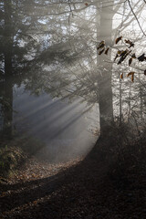 Forest at the turn of autumn and winter