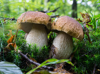 The last autumn forest mushrooms