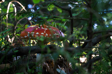 The last autumn forest mushrooms © Mariusz