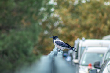 Close-up of a Hooded Crow bird 
