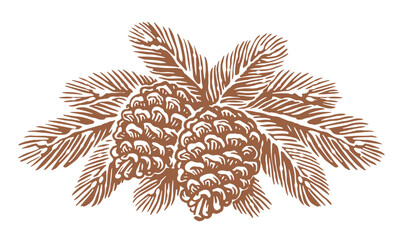 Pine tree spruce branch with cones sketch. Hand drawn vector drawing © ~ Bitter ~