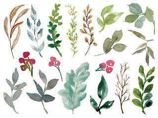 Winter plants, berries, flowers, leaves, branches in green and brown