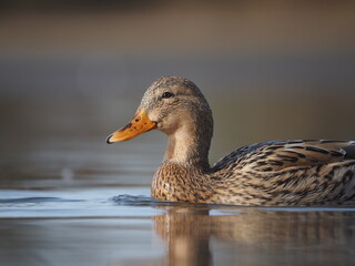  Mallard (Anas platyrhynchos) Closeup shot beautiful duck