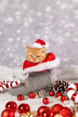 Christmas background with a British kitten