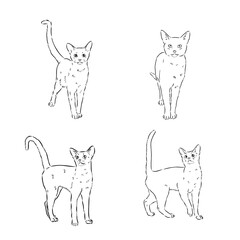 Naklejka premium Abyssinian, cat breeds illustration with inscription, hand drawn doodle, sketch