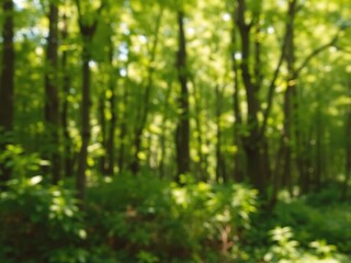 Fototapeta premium Blurred background of lush green forest with sunlight filtering through trees, green, foliage