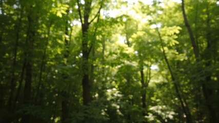 Blurred background of lush green forest with sunlight streaming through the leaves, serene, trees, green