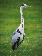 Gray Heron (Ardea cinerea) on the grass, green background, Big bird