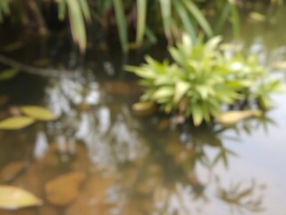 Naklejka premium Blurred image of serene natural background featuring water reflections and lush green plants, abstract, spring, lush