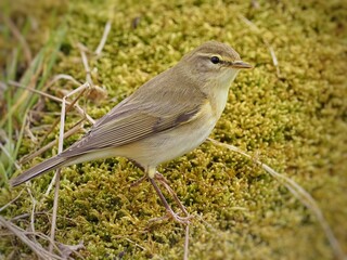 Willow warbler (Phylloscopus trochilus) Wildlife, birdwatching