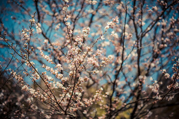 Spring cherry blossoms in Kyushu, Japan