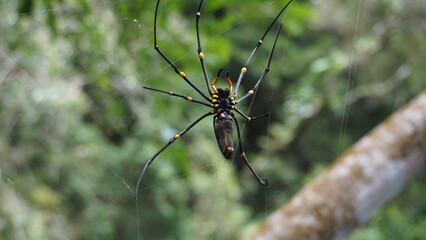 Huntsman spider in the rainforest of Australia