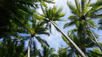 Daydreaming of the tropical island life under the palm trees in Australia