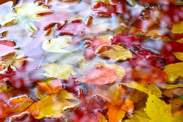 Leaves in a stream in the fall, Sainte-Apolline, Québec, Canada