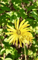 A close view of the pretty yellow flower in the garden.
