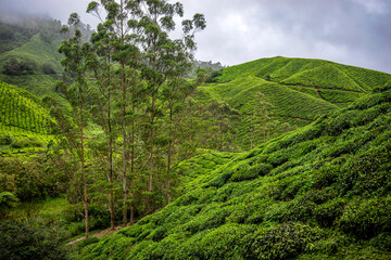 Nestled in rolling hills, the tea farm is gently embraced by morning fog creating a mystical scene where lush green leaves peek through the mist offering a serene and tranquil start to the day.