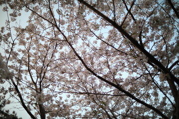 Spring cherry blossoms in Kyushu, Japan