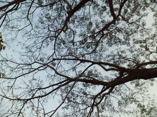 The tree's branches with no leaves, silhouetted against a soft sky. The thin, intricate branches spread out, creating a web-like pattern.