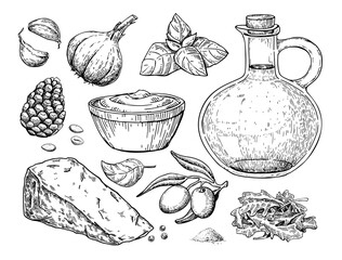 Pesto sauce ingredients vector drawing. Traditional italian food sketch. Basil, garlic, pine nuts, parmesan 