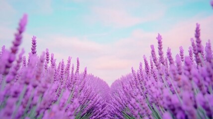Fototapeta premium Lavender fields stretch under a pastel sky, creating a serene and aromatic landscape, AI