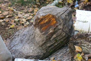 log that was gnawed by beavers