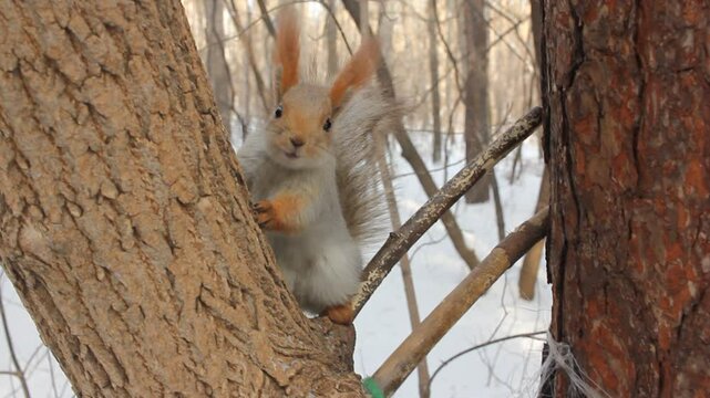 Squirrel eating food on  winter background.