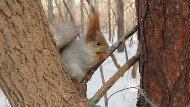 Squirrel eating food on  winter background.