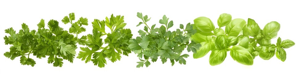 Display of leafy herbs like parsley, basil, and cilantro, each with delicate leaves and vibrant green tones, arranged on a pure white background. Vector art, no shadows, 4k resolution, white