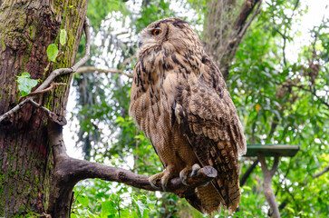 Close-Up of an Owl with Perched in a Tree