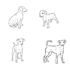 austrian pinscher vector sketch illustration