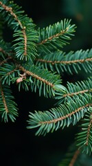 Close-up of evergreen tree branch, branches showcasing needle-like foliage.