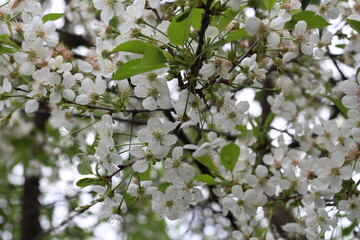 spring tree bloom