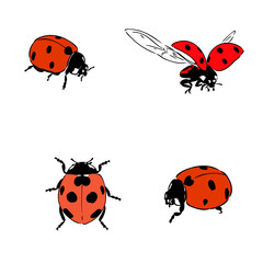 Cute ladybug cartoon character outline