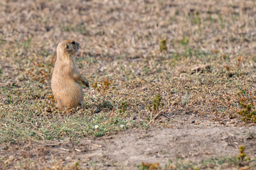 Prairie Dog Small animal with a brown and white coat is standing in the grass