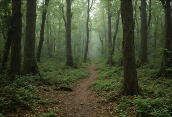 Fototapeta premium footpath in the woods