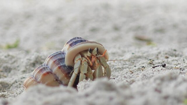 A hermit crab walking along the sandy of a beach
