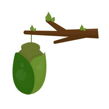green cocoon hanging branch clip art preview