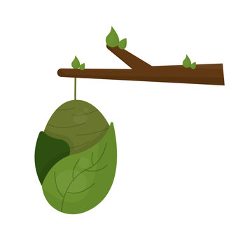 Mayfly clip art preview