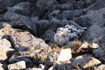 The rock ptarmigan (Lagopus muta japonica ) is a medium-sized game bird in the grouse family. This...