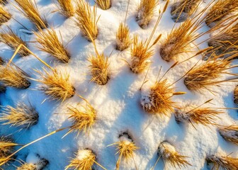 Obraz premium First Snow on Dead Grass - Architectural Photography Top Down