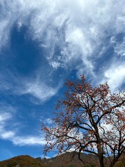 Autumn sky scenery decorated with persimmon trees and feather clouds