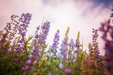 Naklejka premium Wildflowers