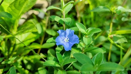 Blue flower, Evolvulus nuttallianus or shaggy dwarf morning-glory is a species of flowering plant in the morning-glory family