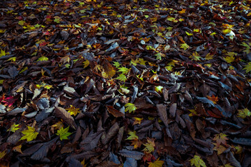 Autumn Foliage, Japan