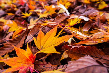 Autumn Foliage, Japan