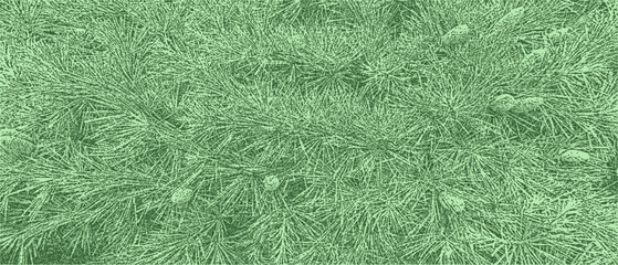 Background for Christmas with pine needles and small pine cones