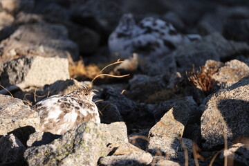 The rock ptarmigan (Lagopus muta japonica ) is a medium-sized game bird in the grouse family. This...