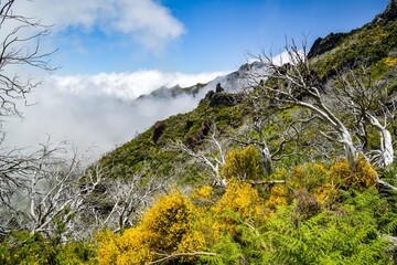 Dried trees close to Pico Ruivo peak in Madeira
