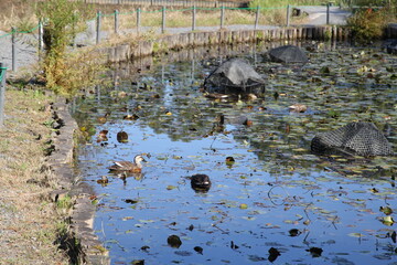 公園の池を泳ぐ鳥